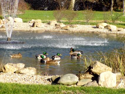 canes et canards âgés de 9 mois environ