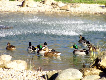 canes et canards âgés de 9 mois environ