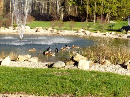 canes et canards âgés de 9 mois environ