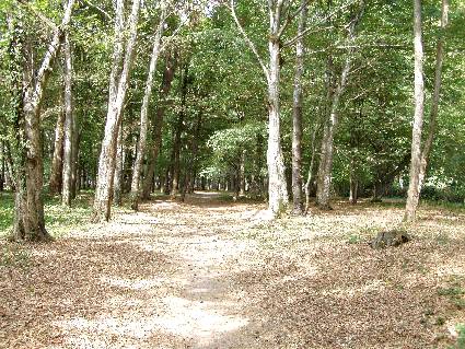 Une allée dans le parc