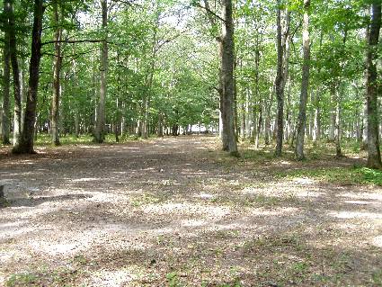 Une allée dans le parc